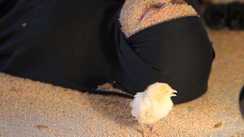 chicks face
